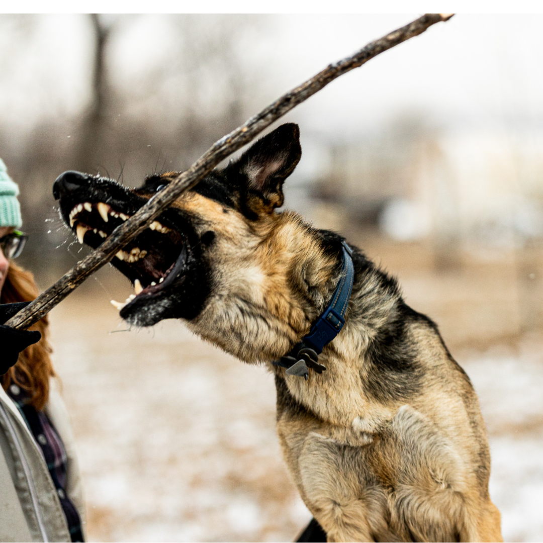 German Shepherds, a.k.a. Attention Hounds